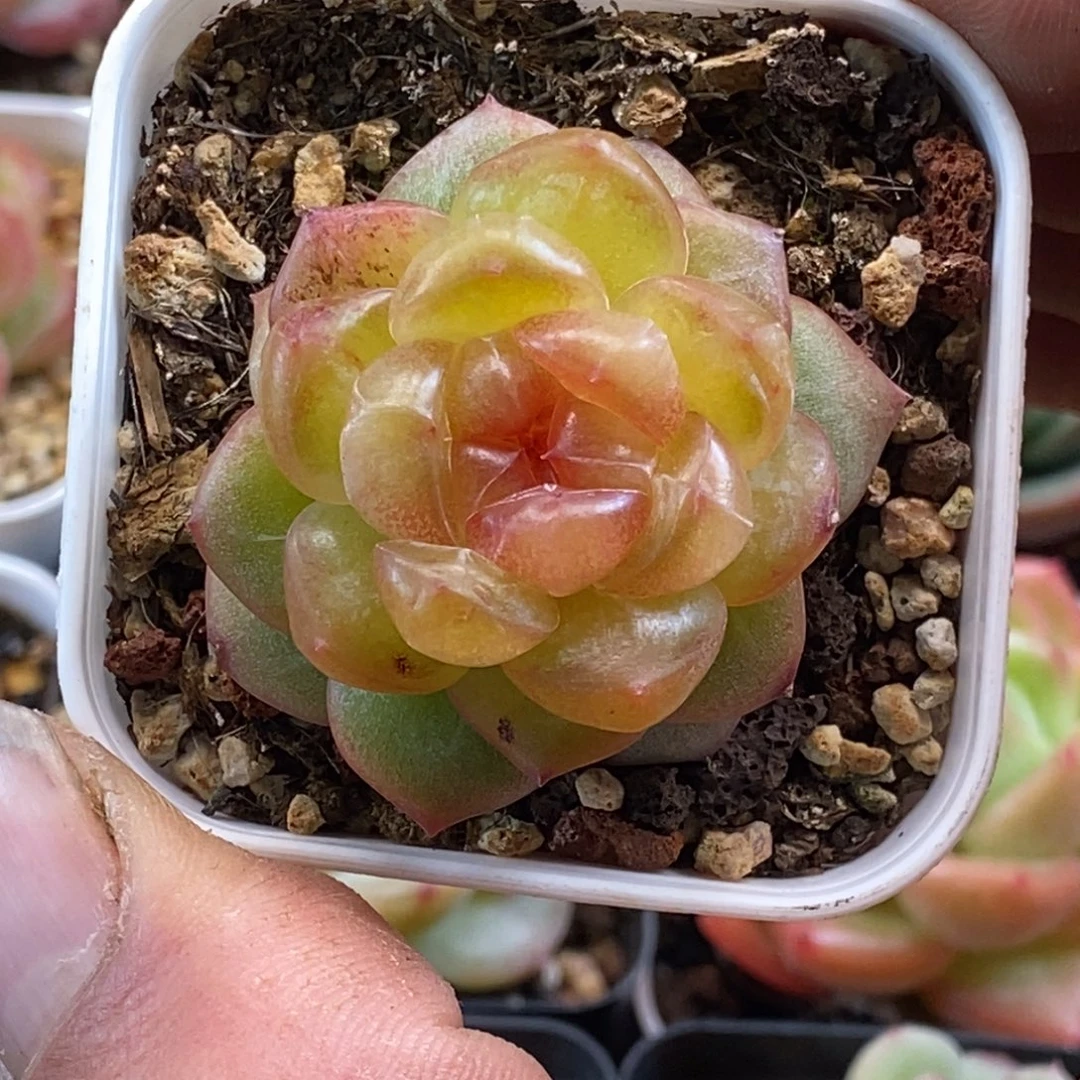 天官赐福百无禁忌