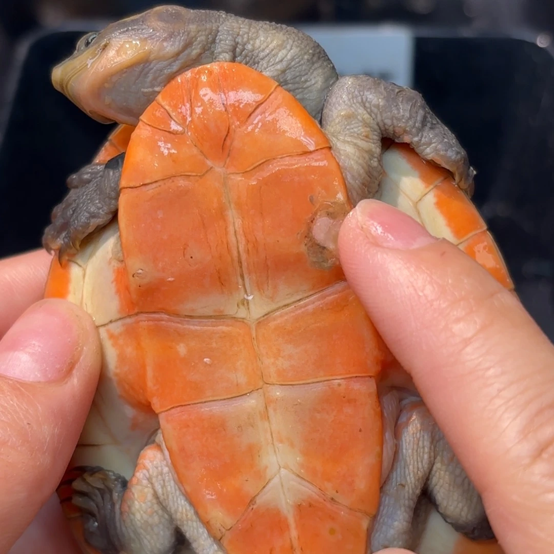 不分公母宠物龟全品超红圆澳