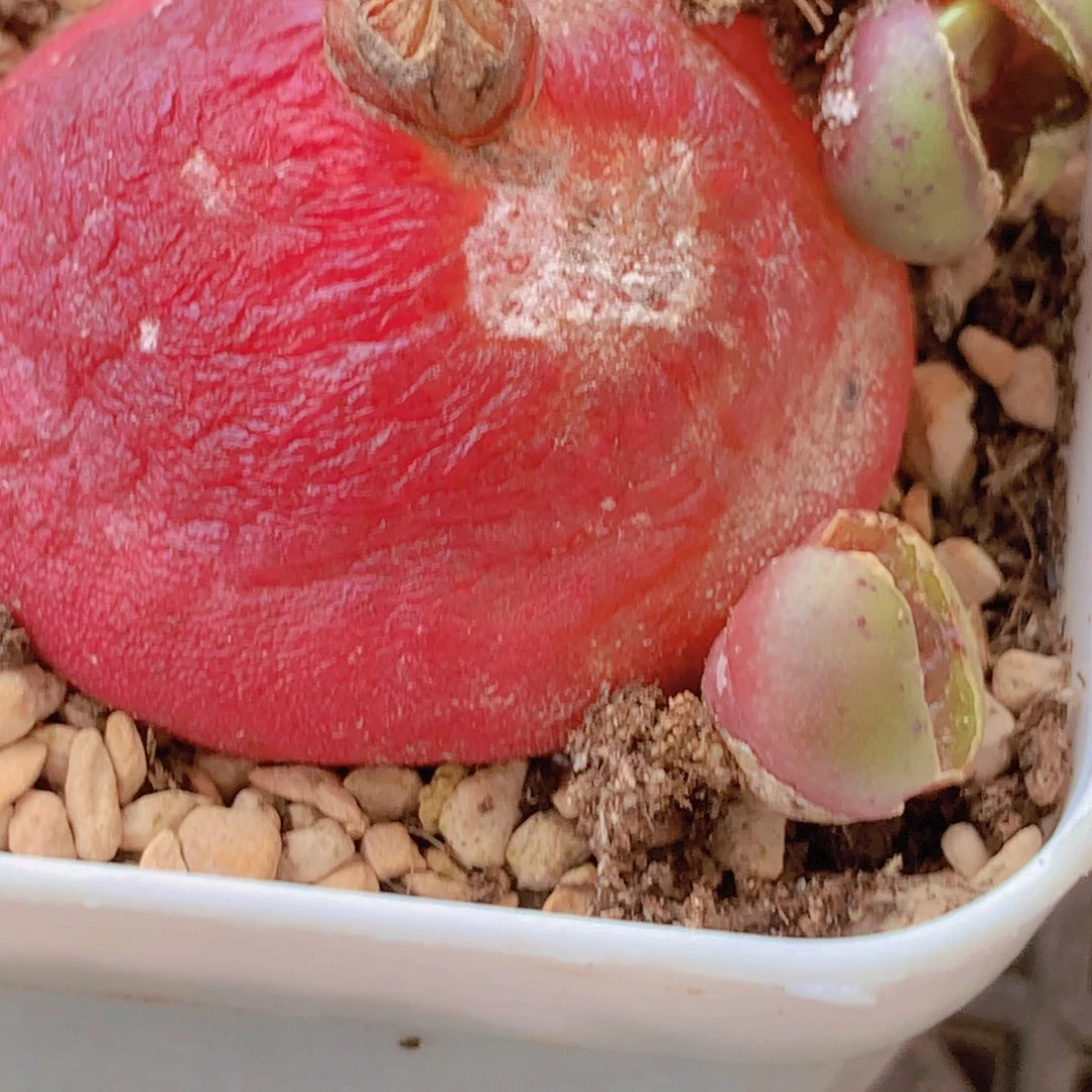 花****?188999999996688858856