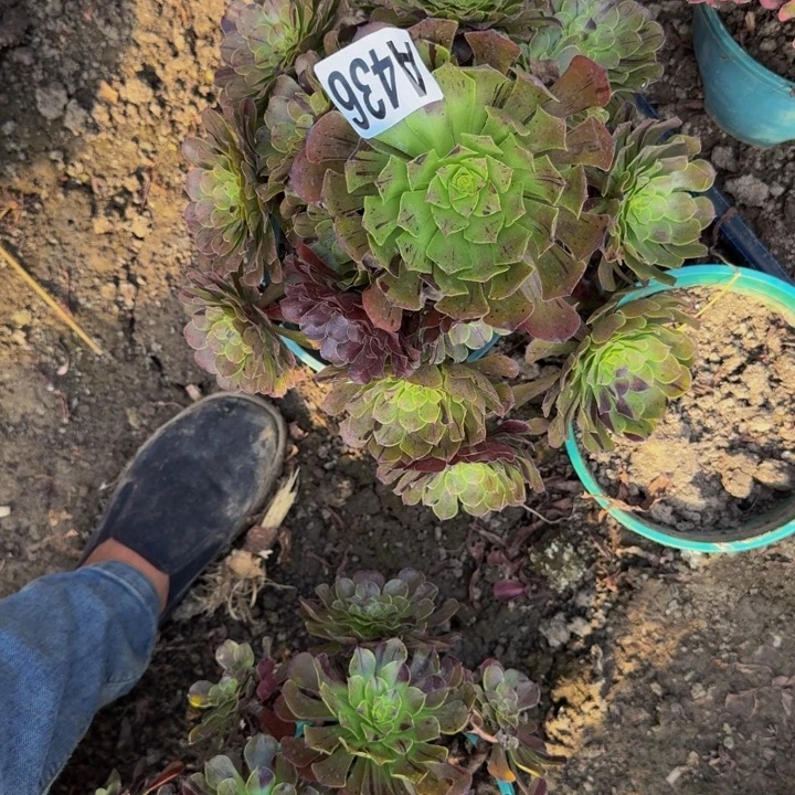 梅花花25-46包邮花花