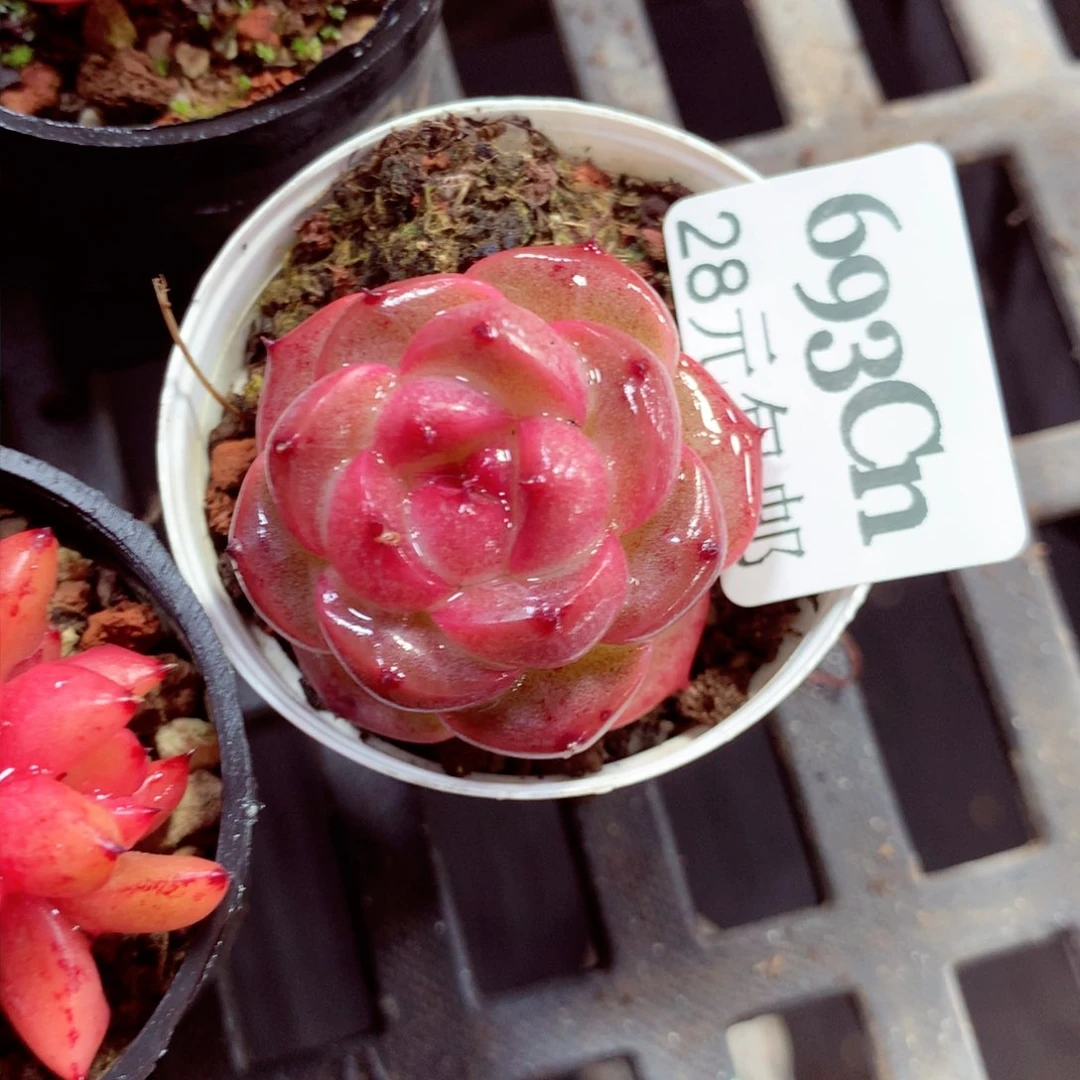 5厘米盆精控多肉693