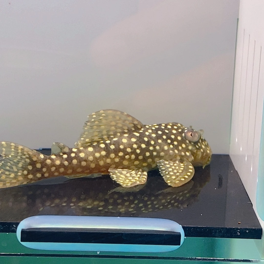 清道夫鱼136异型17号