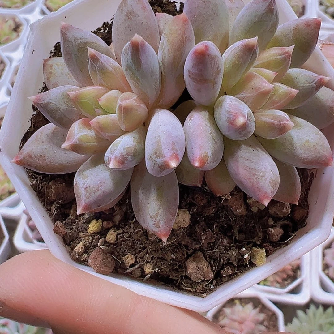 双头幻影美人19包邮多肉