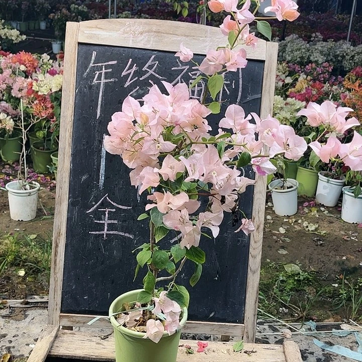 完全开放三角梅啊达的喜悦