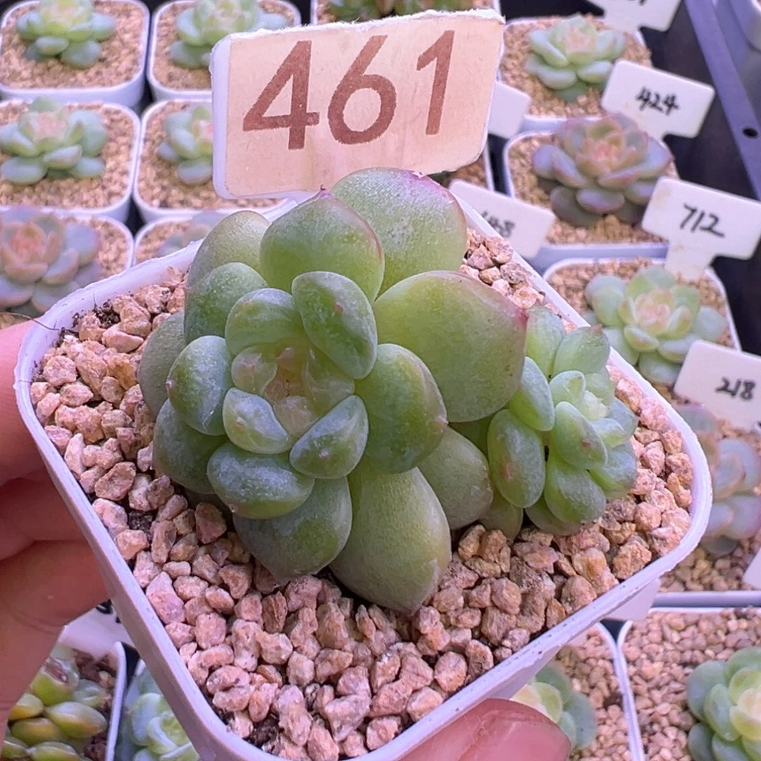 461号樱桃甜心 晗雨多肉