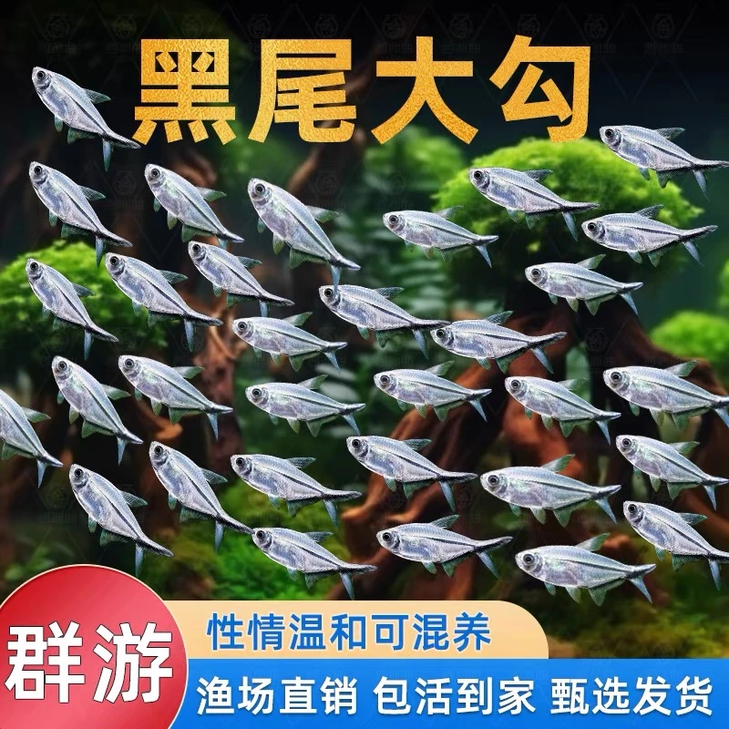 小型活体黑尾大勾群游观赏鱼热带淡水好养适合草缸混养