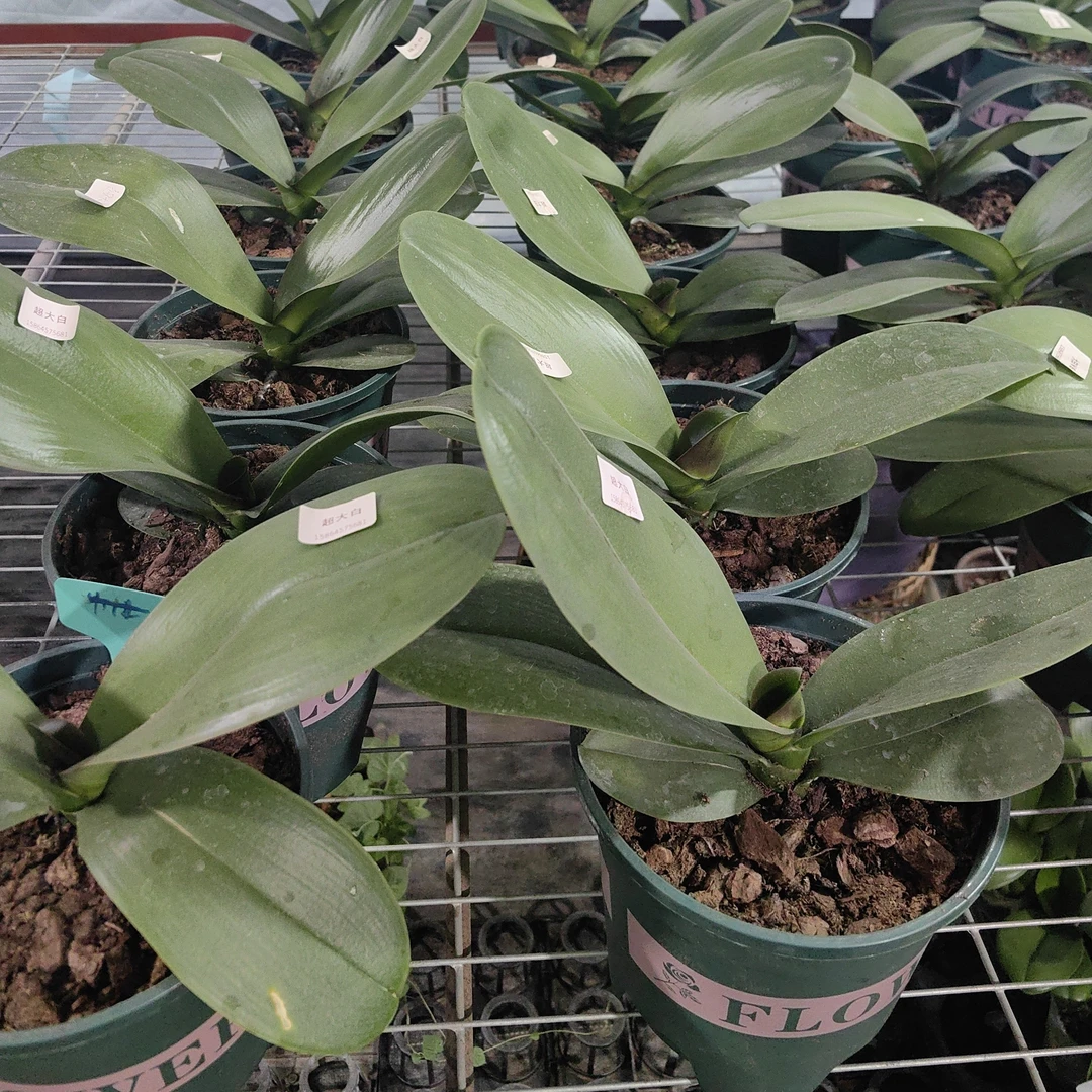 蝴蝶兰大盆-超大白加仑盆（无花无梗换盆半月后发货）