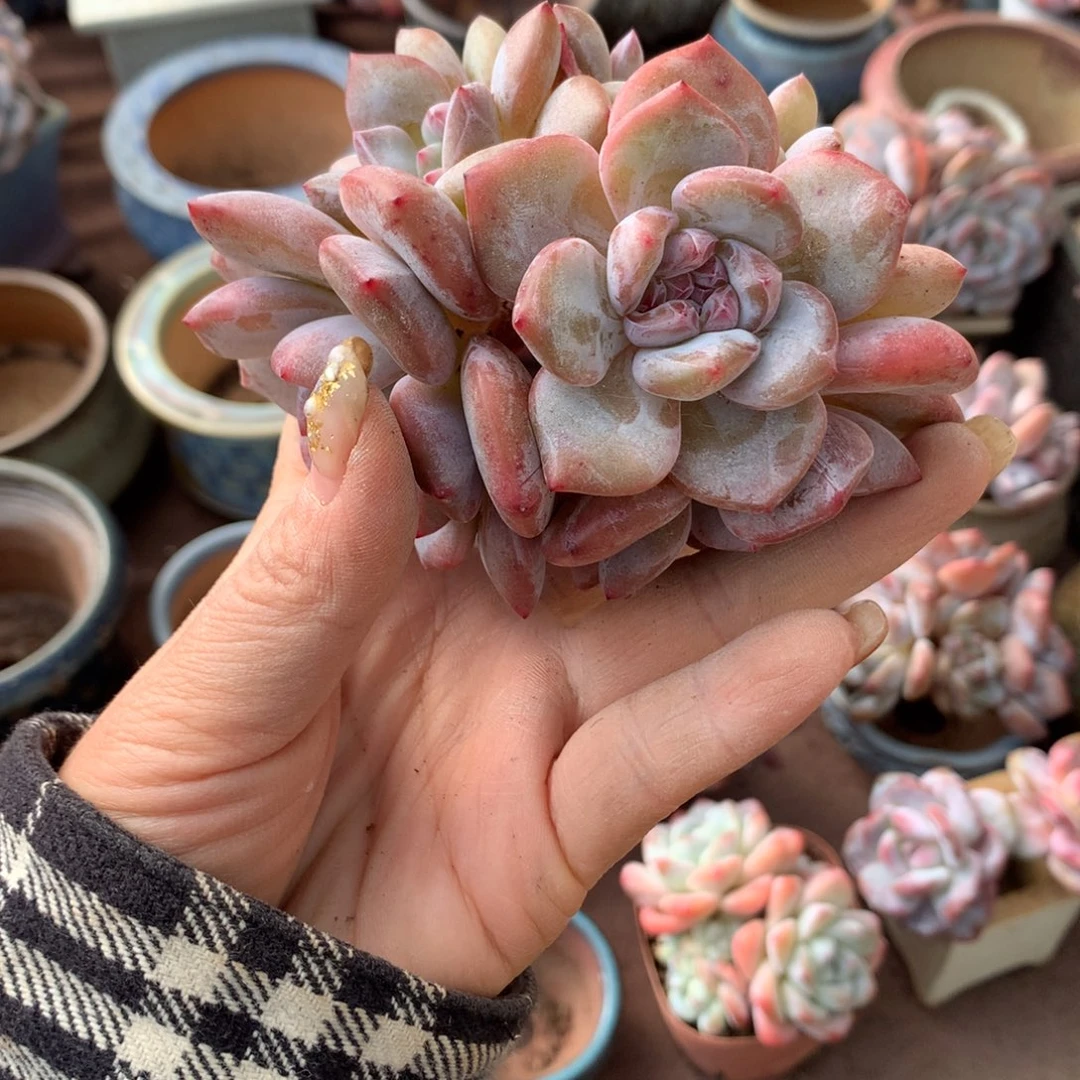 6头哈哈哈哈哈哈哈哈哈哈