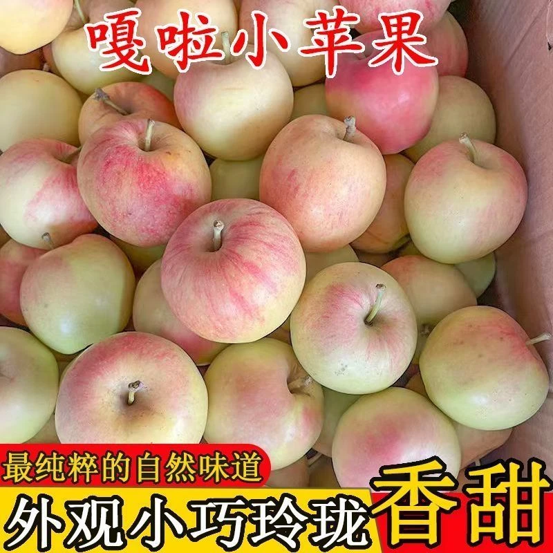 现采先发非冷库果2025陕西新鲜苹果嘎啦果当季水果脆甜多汁