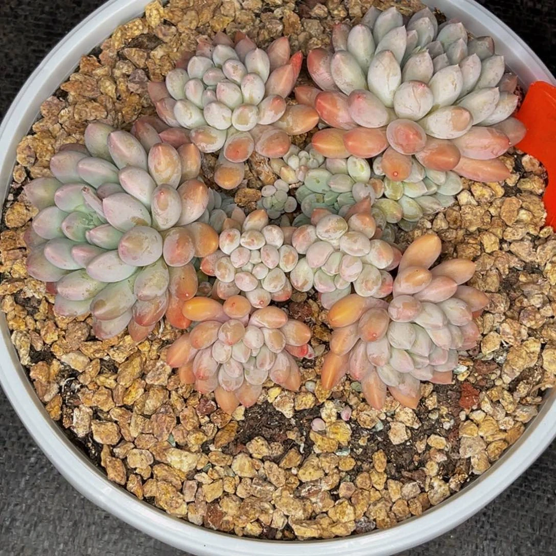 2530号晚上多肉植物群生多肉