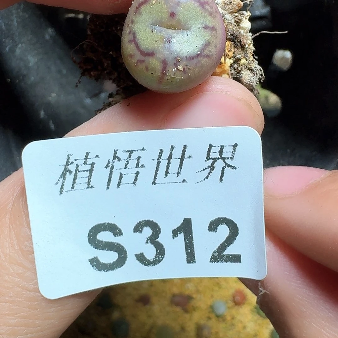 312号多肉植物哇c g