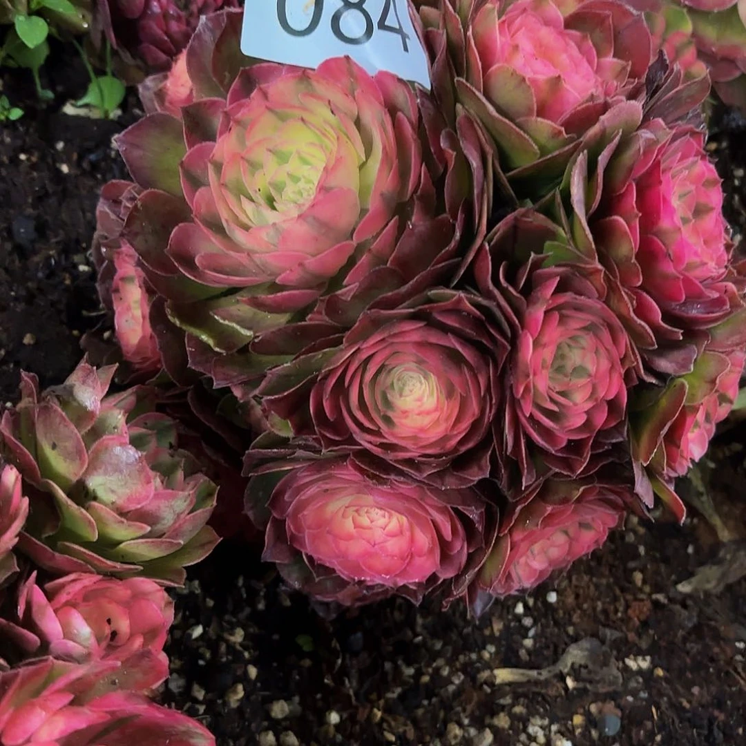 多**亿多肉植物福利来084