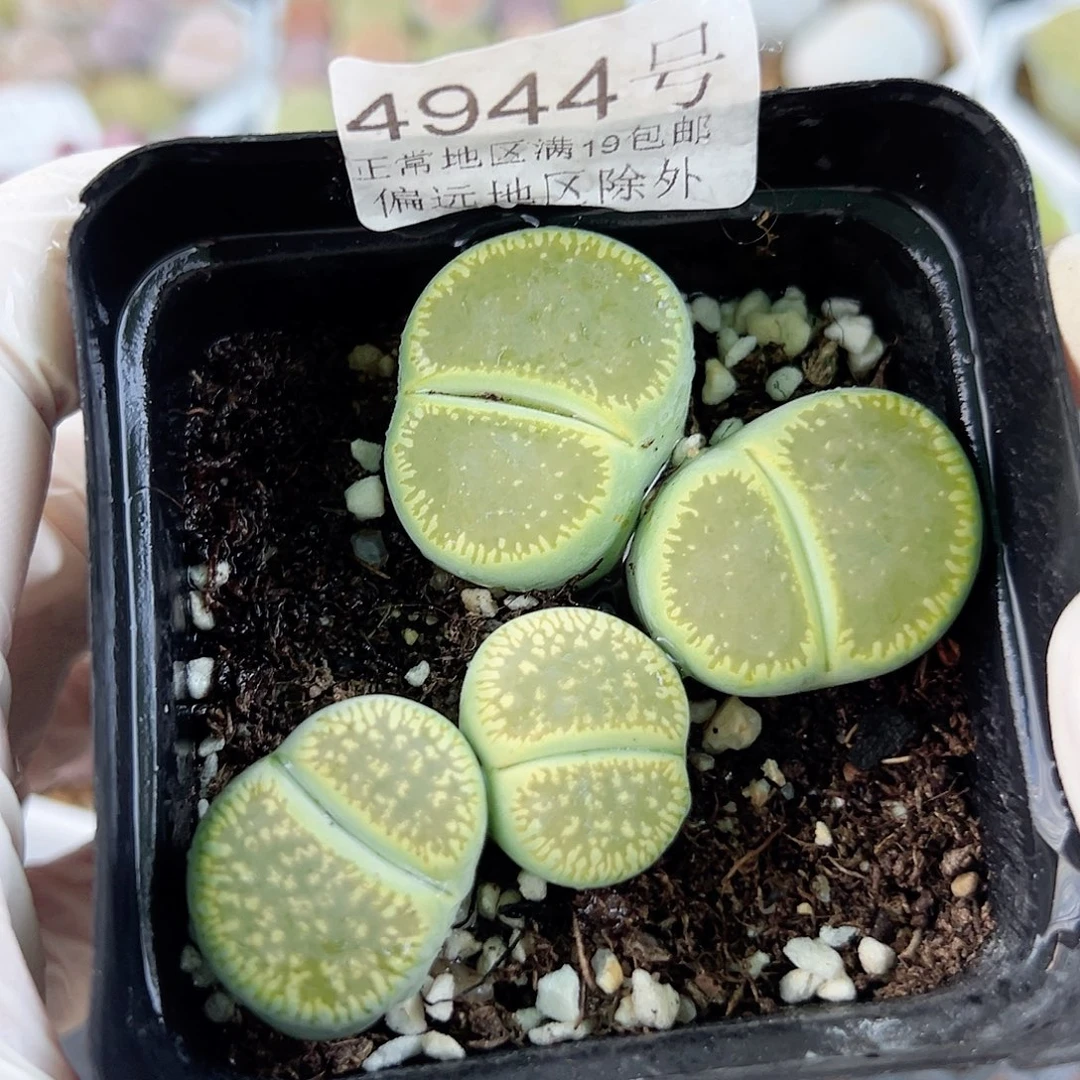 4944 好养易活生石花大母本