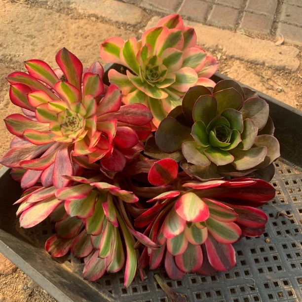 5颗不同品种 粉女巫 美杜莎铜壶白 魅金玫瑰 随机一颗包邮 带崽子