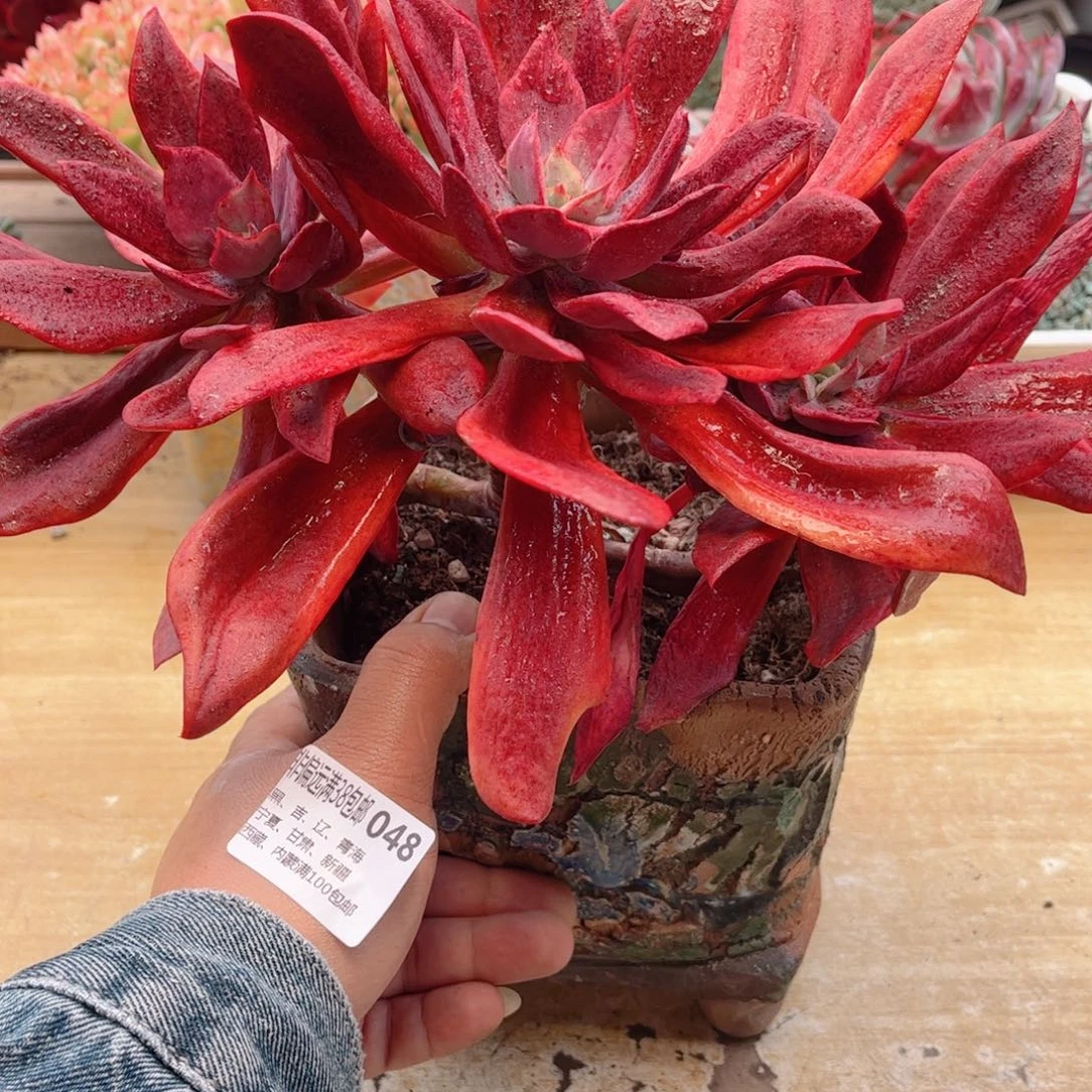 048钻石锦德华多肉