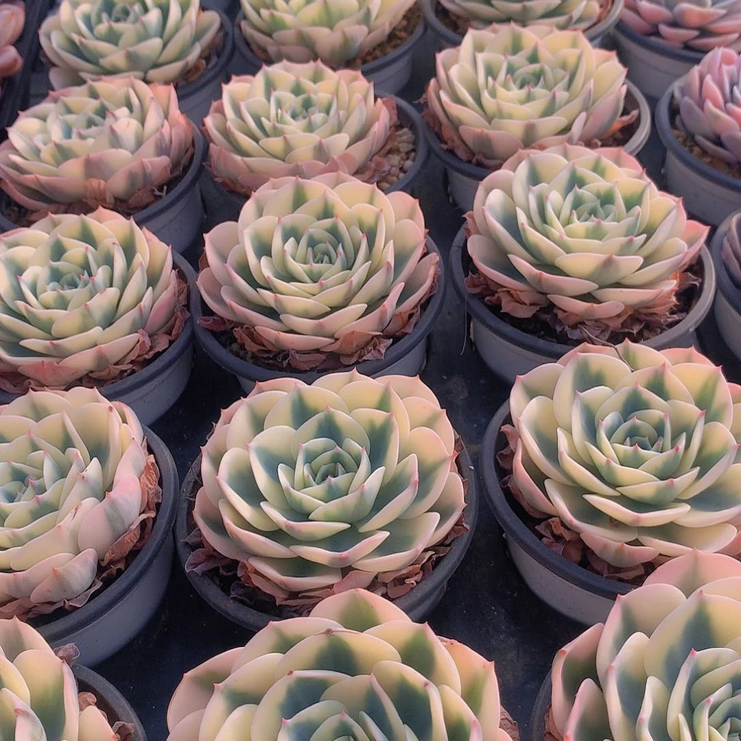 玉蝶锦23457789900000