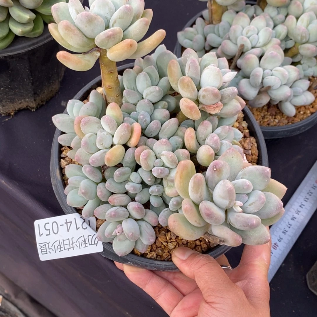 两单包邮1214-51玲珑美人