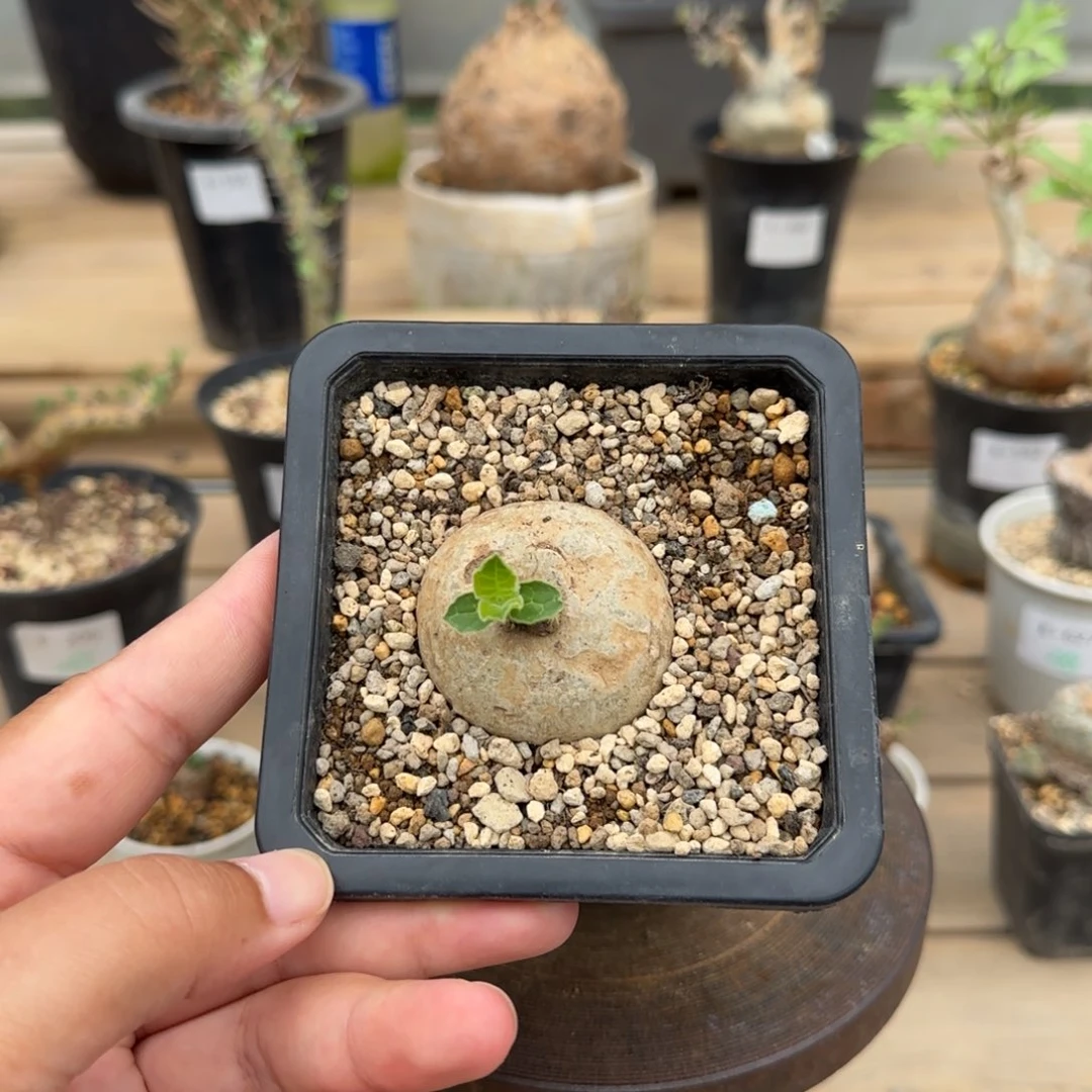522黑球花罗摩块根植物