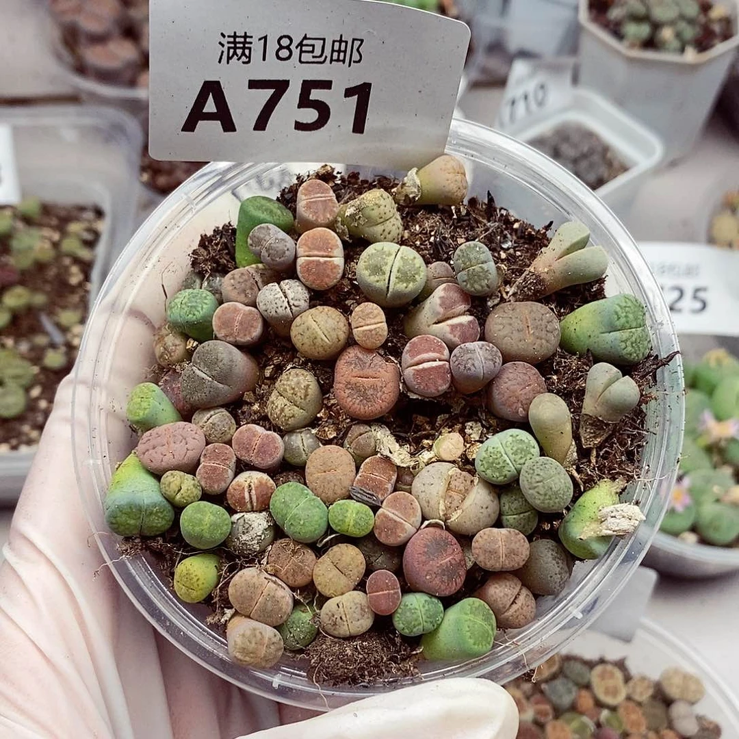 751啊看看咯咯哇好
