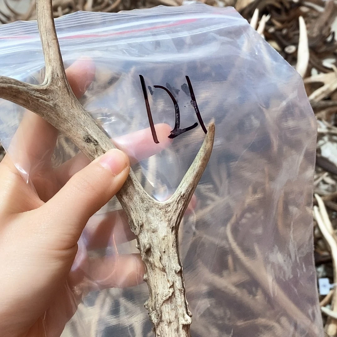 鹿角鹿角鹿角鹿鹿角