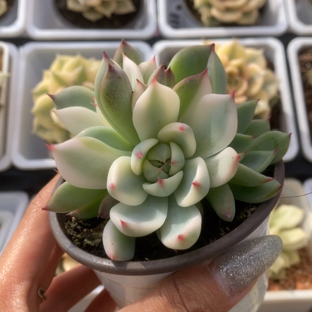 237锦锦锦锦锦锦锦锦