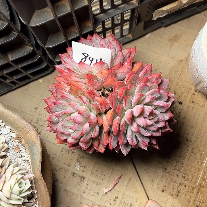 沧**粟894//////////////