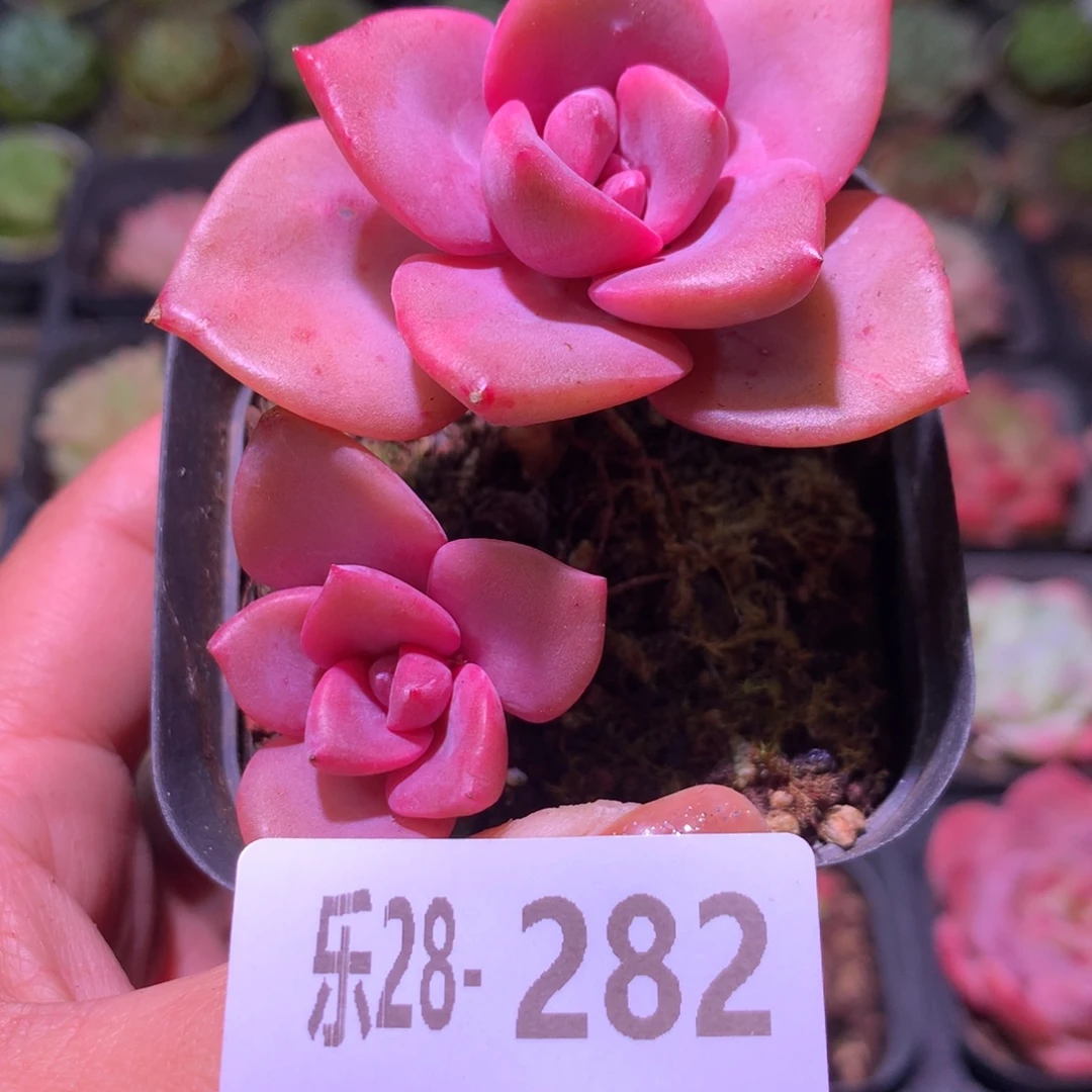 乐然28-282 彩虹糖