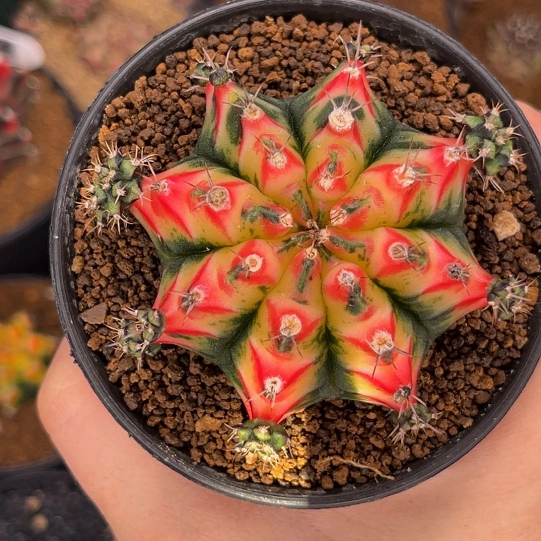 花蝴蝶 米哈仙人球