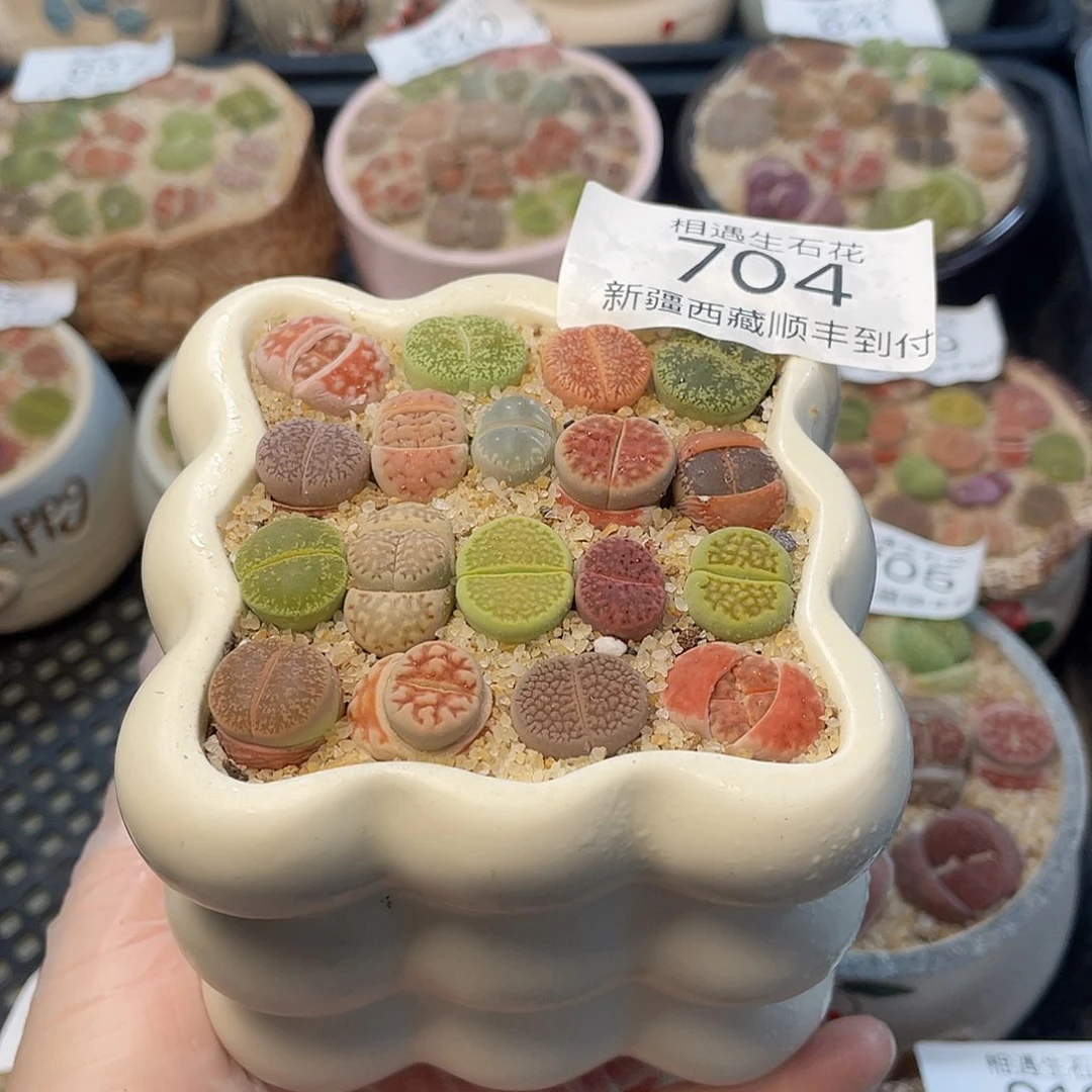 相遇生石花链接704