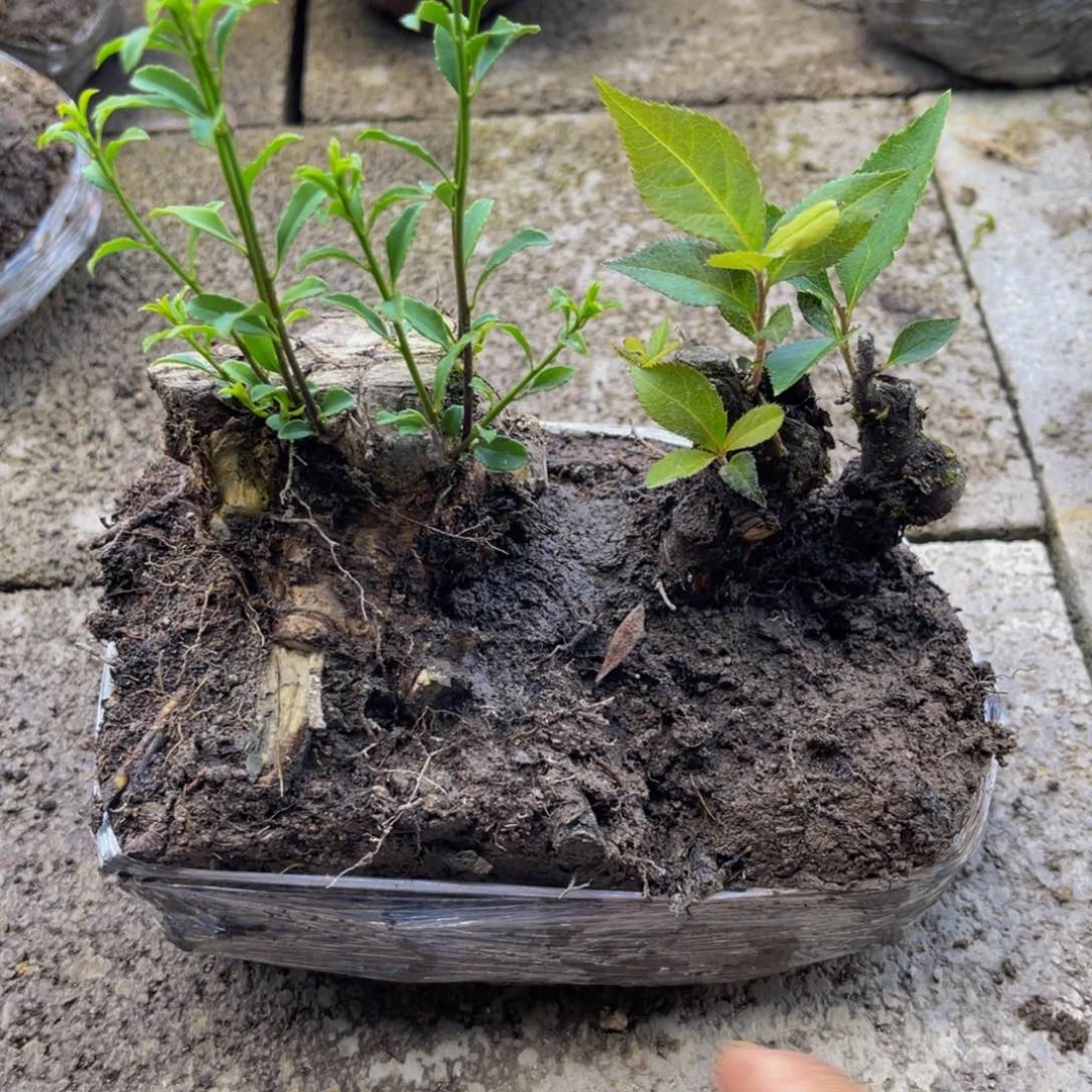 当前无花栽培后可以开花