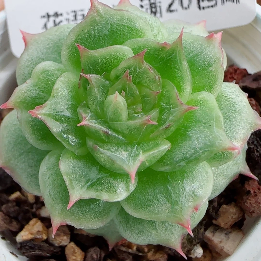 花语逸镜0919-56糖心珍妮海王