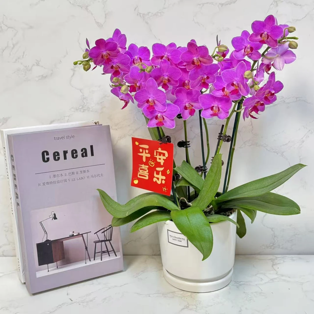 多彩优选（火蝴蝶）欧品紫色蜡质花蝴蝶兰鲜花室内送礼高端花卉