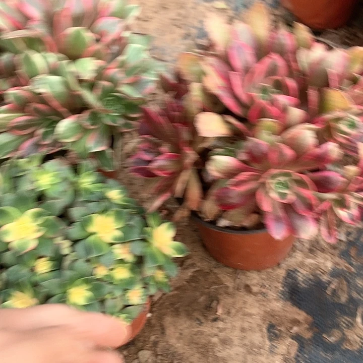 杰*多肉植物三颗组合12