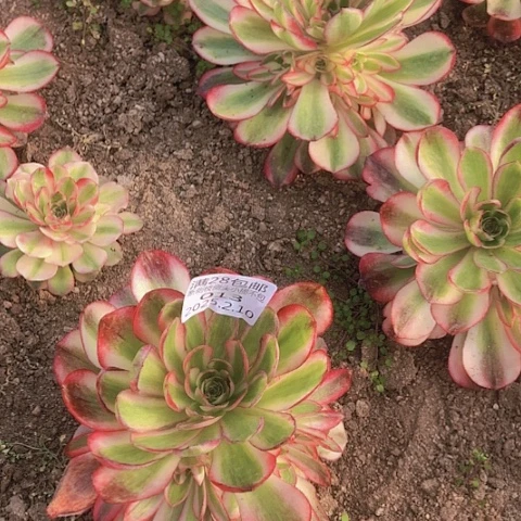 2.10-13.14倾城多肉植物2颗