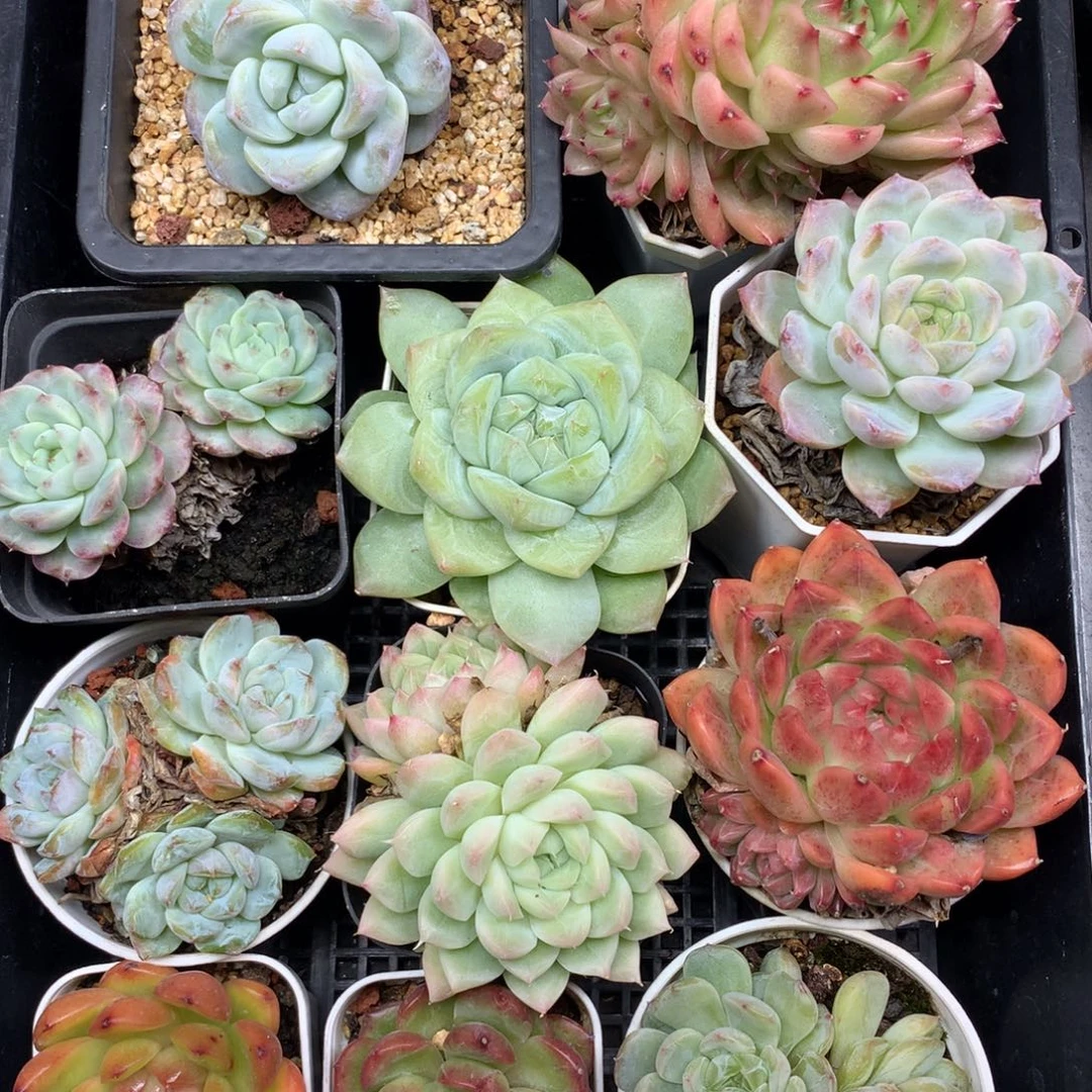 1111-97 套餐一组