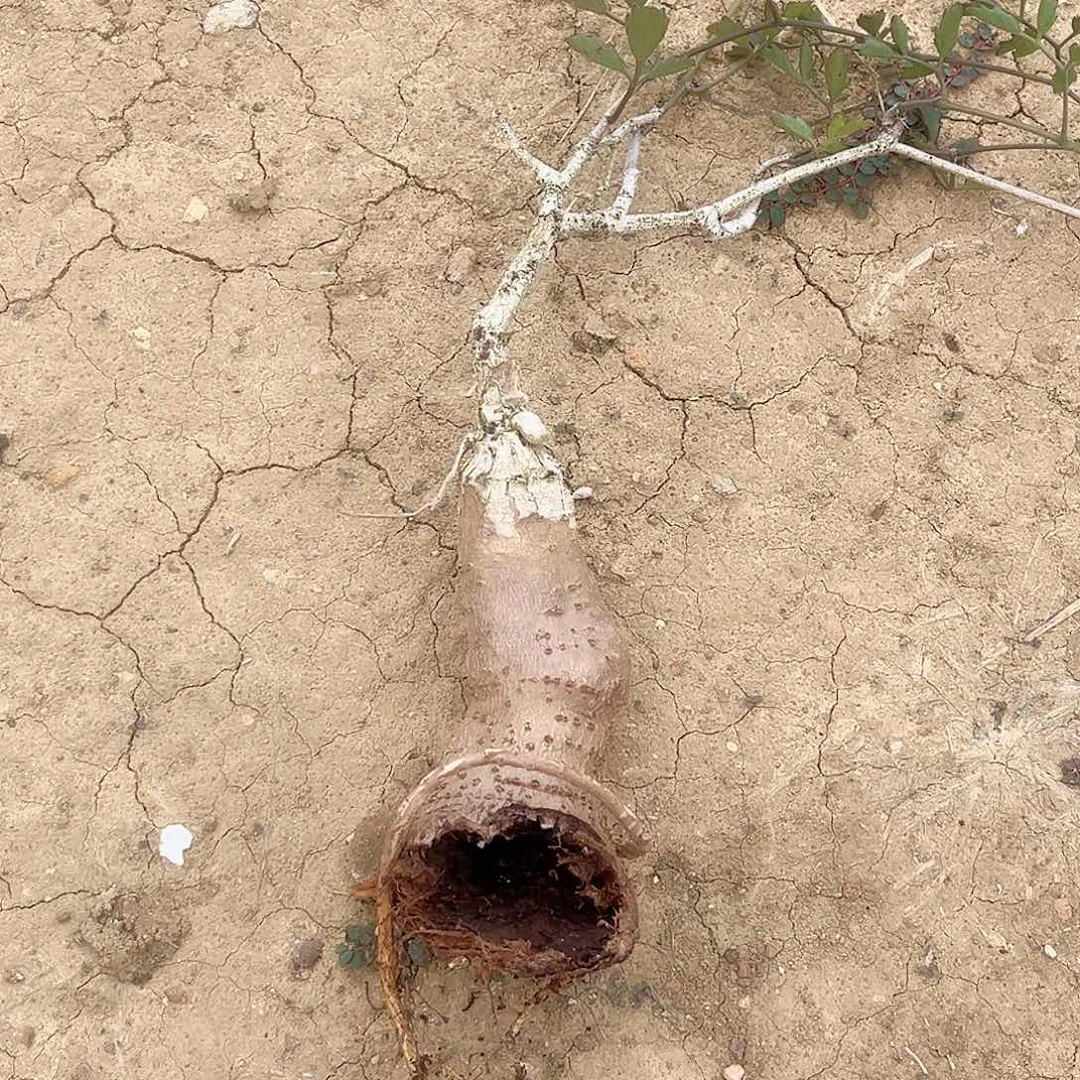 多肉植物象足葡萄翁