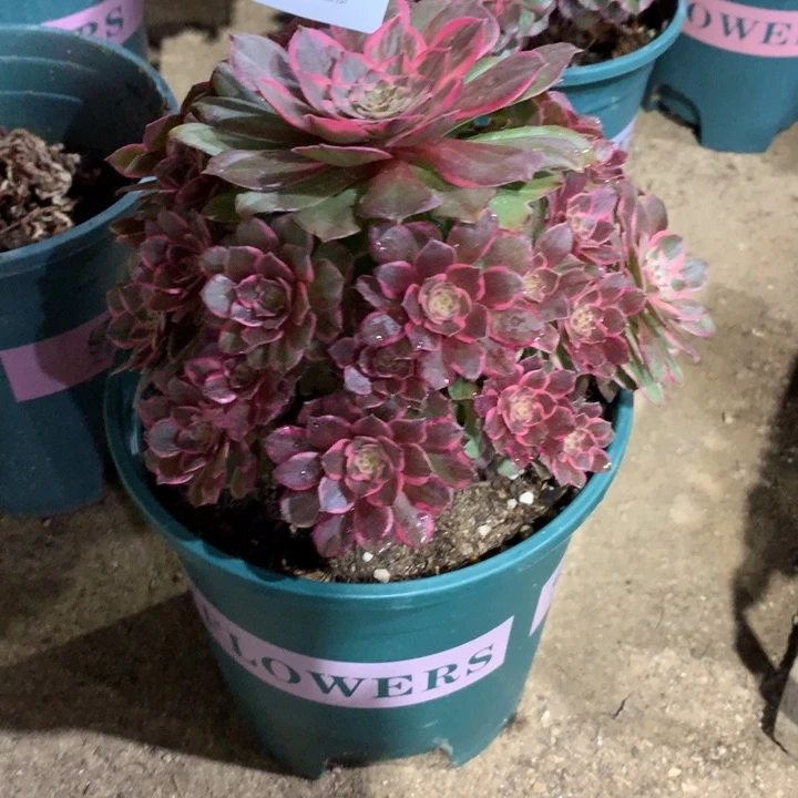 望*方370莲花座多肉植物