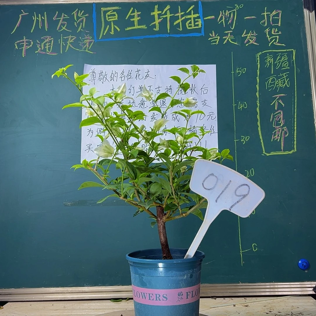 当前无花栽培后可以开花 白雪公主  019