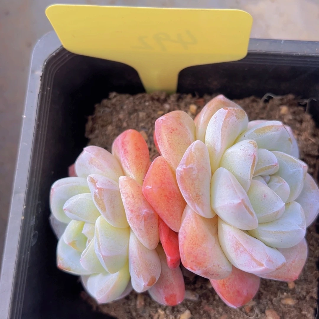 香玉等多种名贵的产品