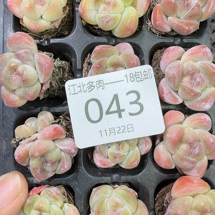 43 号到手1框，江北多肉