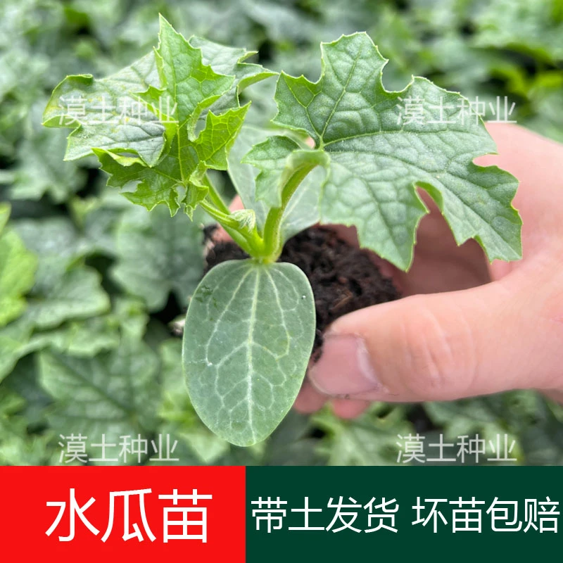 水瓜秧苗高产早熟春秋种水瓜苗肉丝瓜蔬菜青菜苗阳台南方庭院种植