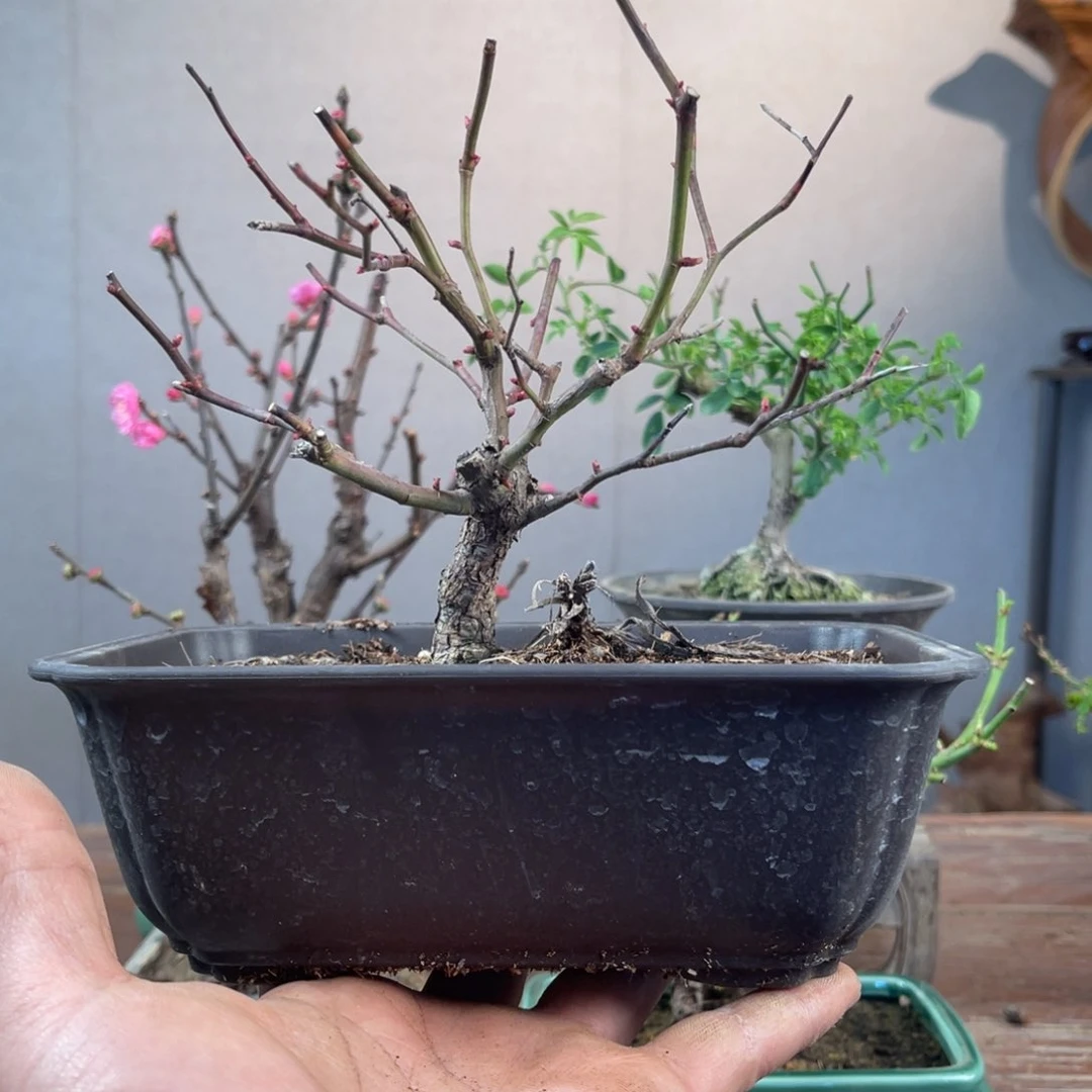 微月季盆景11111棉*糖