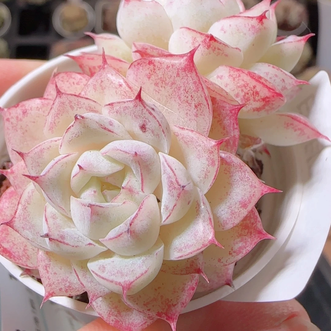 花语多肉1209-91女王散