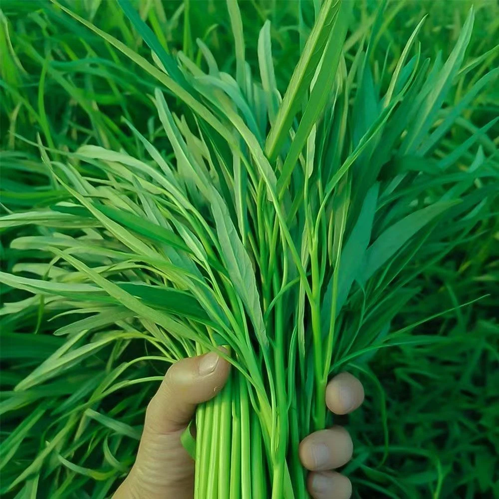 【今年新种】三叉空心菜种籽通心菜种子四季高产盆栽大叶青菜种子H