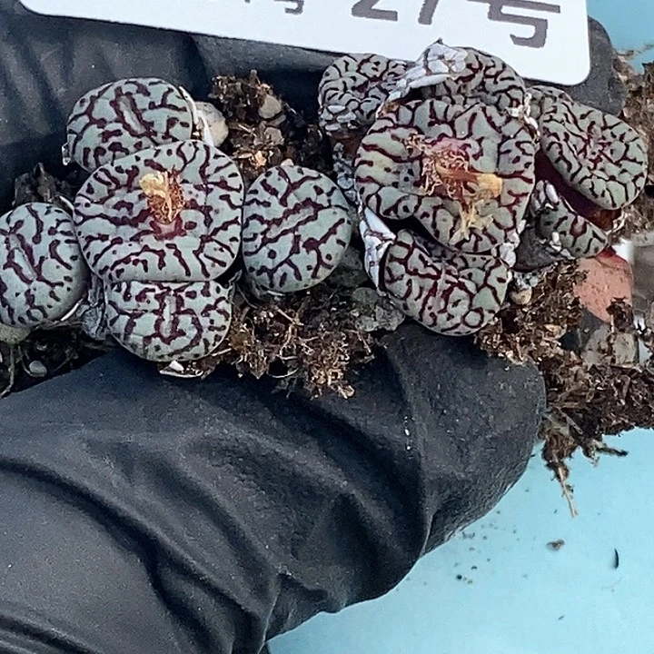 桃喜花园0204-27墨2颗