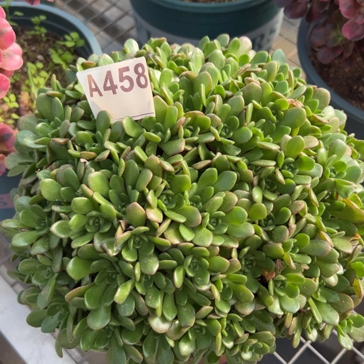 458小狐狸20厘米左右