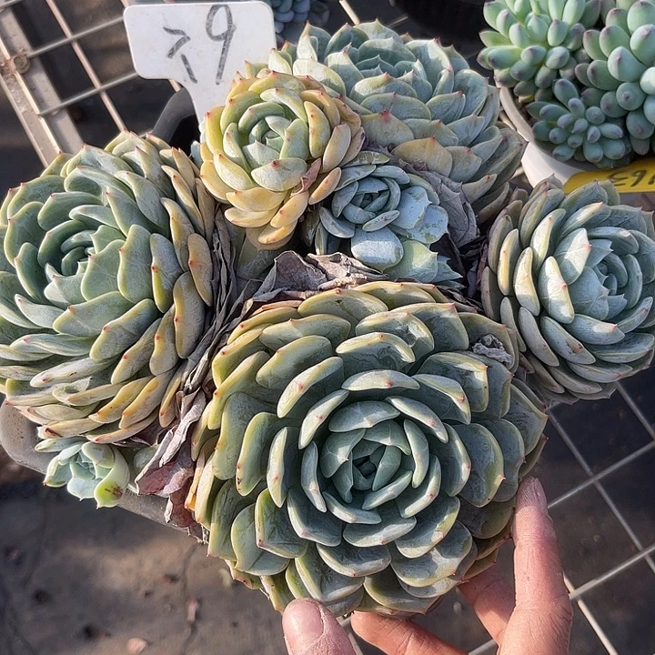 开播炸福利，好久不见9