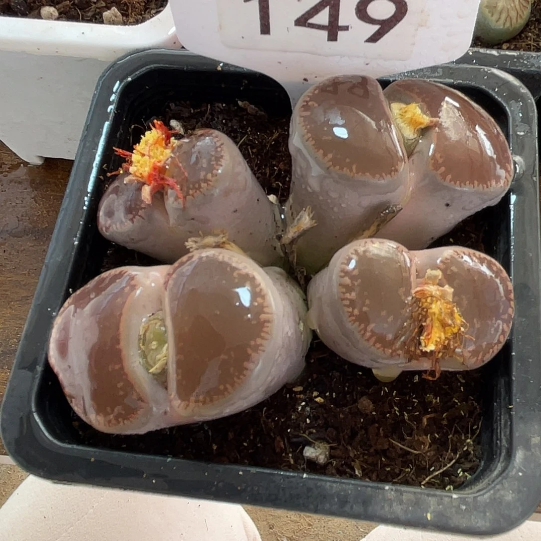 生石花一颗4头149