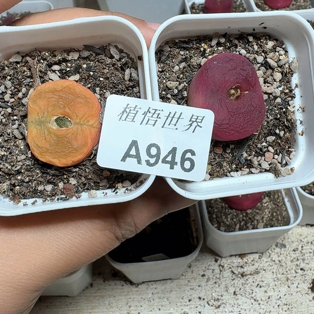 946号多肉植物提取f h