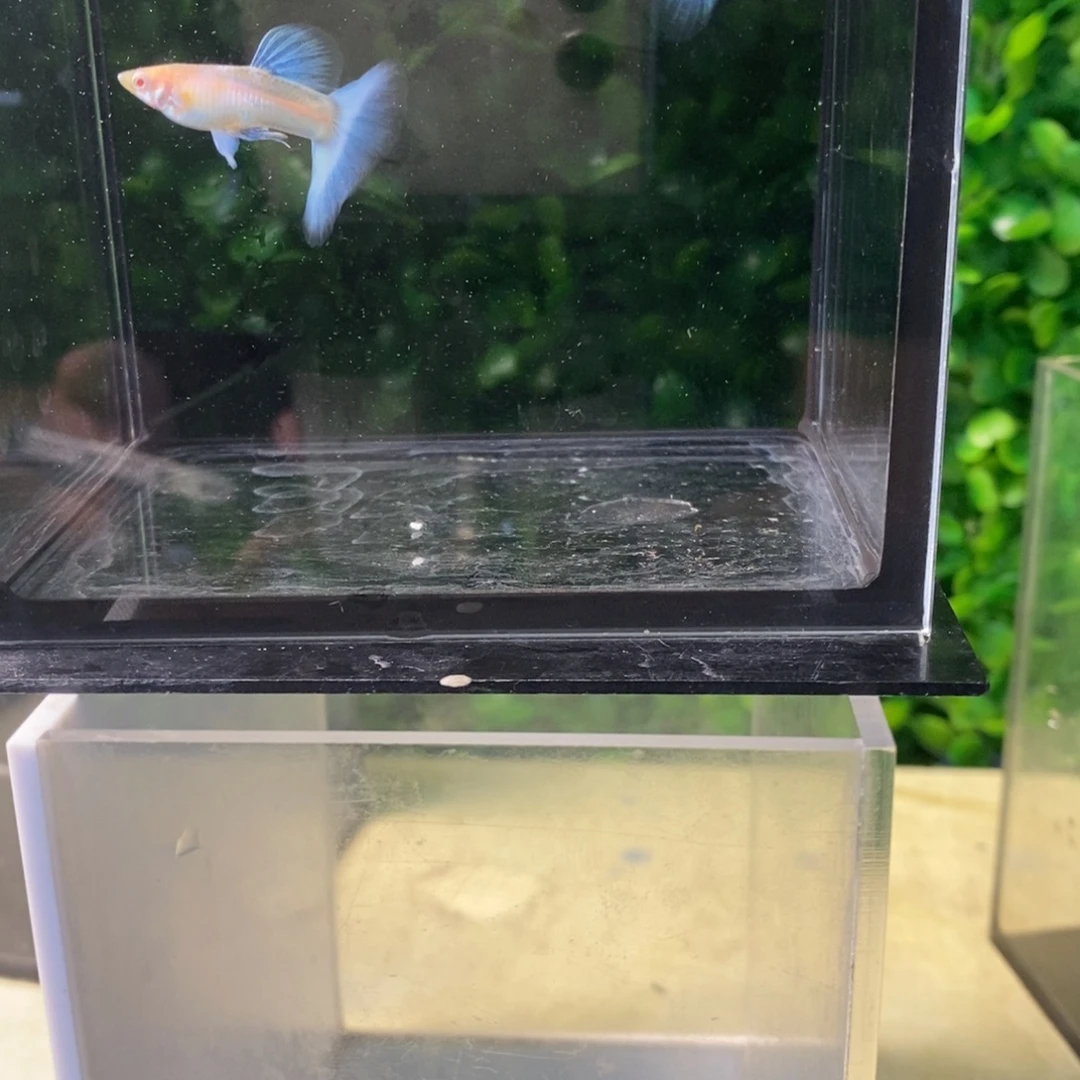 孔雀鱼蓝白欧翼一对